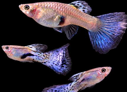 Blue Grass Guppy - Nano Tanks Australia
