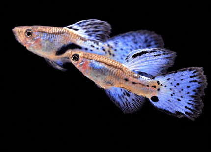 Blue Grass Guppy - Nano Tanks Australia