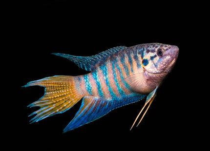 Blue Head Apricot Paradise Fish 3-5cm - Nano Tanks Australia
