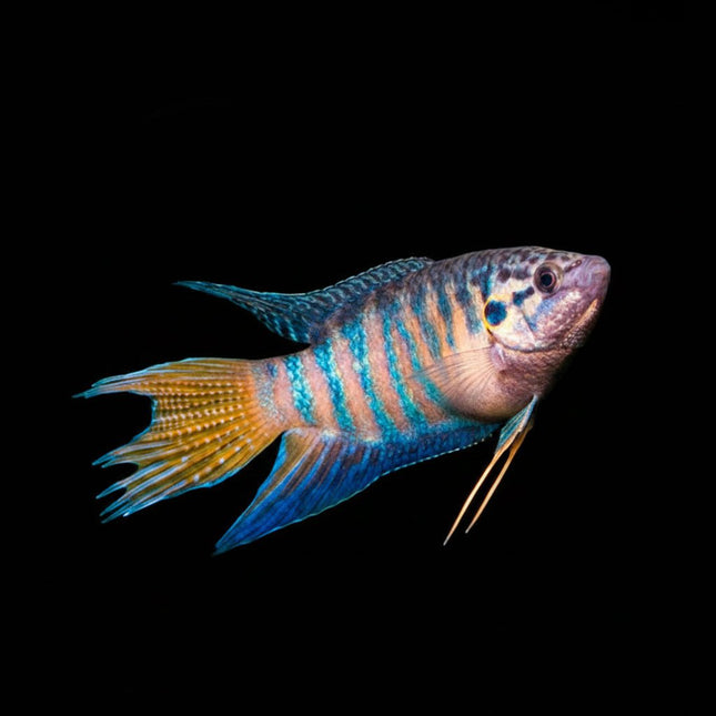 Blue Head Apricot Paradise Fish 3-5cm - Nano Tanks Australia