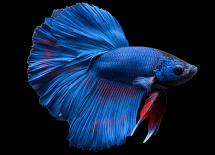 Blue Long-Finned Male Betta - Nano Tanks Australia