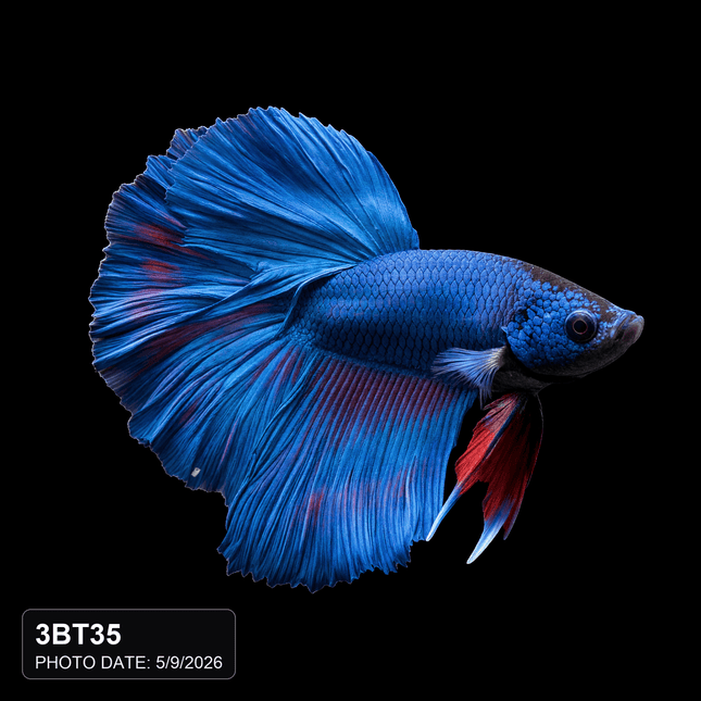 Blue Long-Finned Male Betta - Nano Tanks Australia