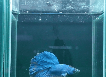 Blue Long-Finned Male Betta - Nano Tanks Australia