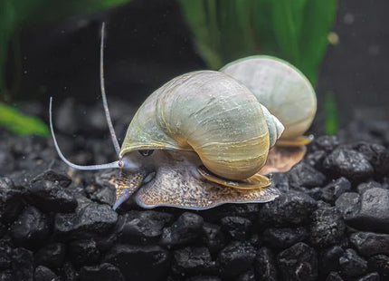 Blue Mystery Snail - Nano Tanks Australia