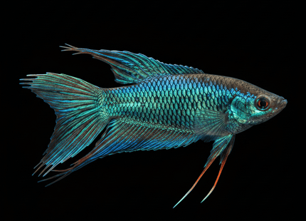 Blue Paradise Fish 7cm Males - Nano Tanks Australia
