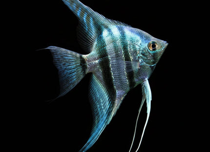 Blue Pinoy Zebra Angelfish 3-4cm - Nano Tanks Australia