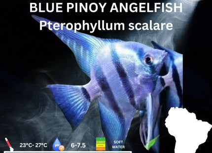 Blue Pinoy Zebra Angelfish 6cm - Nano Tanks Australia Aquarium Shop