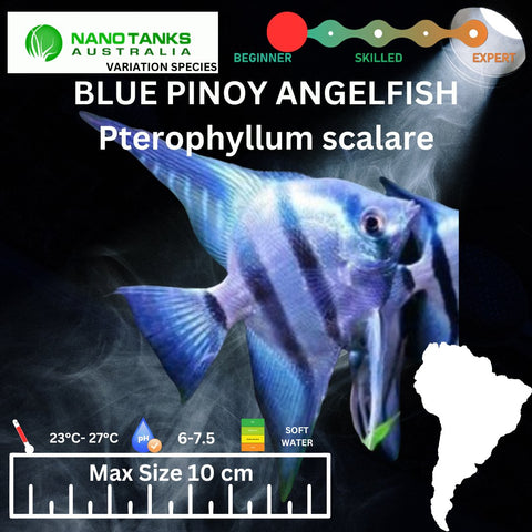 Blue Pinoy Zebra Angelfish 6cm - Nano Tanks Australia Aquarium Shop