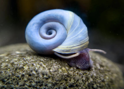 Blue Ramshorn Snail - Nano Tanks Australia