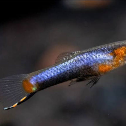 Blue Star Endler Pair (1 Male 1 Female) - Nano Tanks Australia Aquarium Shop