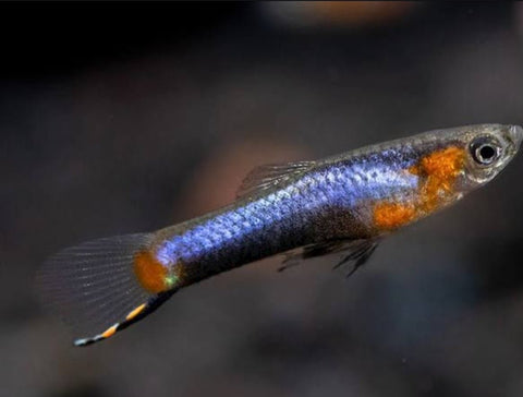 Blue Star Endler Pair (1 Male 1 Female) - Nano Tanks Australia Aquarium Shop