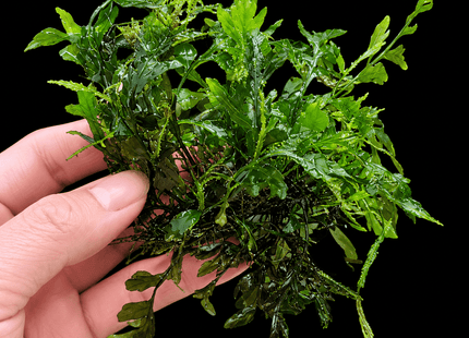 Bolbitis heudelotii – African Water Fern - Nano Tanks Australia