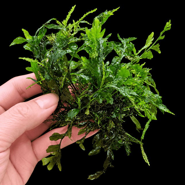 Bolbitis heudelotii – African Water Fern - Nano Tanks Australia
