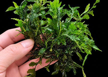 Bolbitis heudelotii African Water Fern