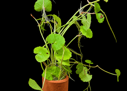 Brazilian Pennywort / Giant Cardamine (Hydrocotyle leucocephala) – Loose - Nano Tanks Australia