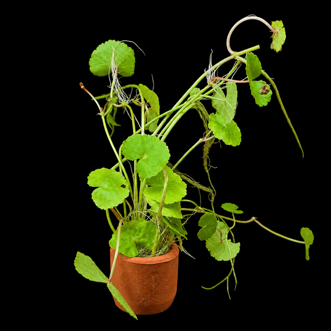 Brazilian Pennywort / Giant Cardamine (Hydrocotyle leucocephala) – Loose - Nano Tanks Australia