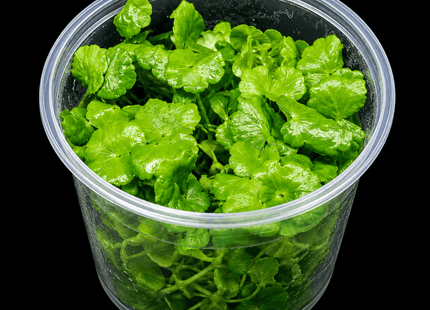 Brazilian Pennywort (Hydrocotyle leucocephala) Tissue Culture - Nano Tanks Australia
