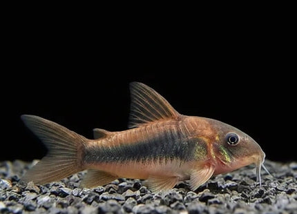 Bronze Corydoras (Aenus) 3-5cm - Nano Tanks Australia