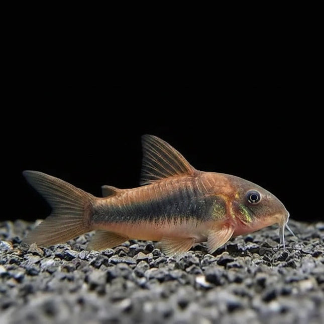 Bronze Corydoras (Aenus) 3-5cm - Nano Tanks Australia