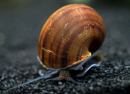 Brown Mystery Snail - Nano Tanks Australia