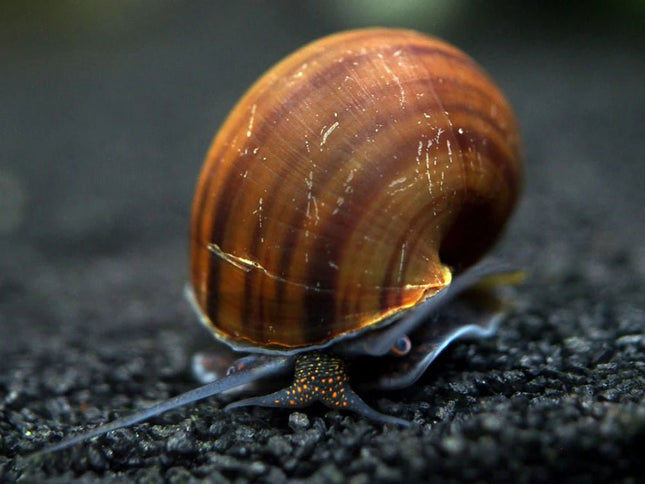 Brown Mystery Snail - Nano Tanks Australia