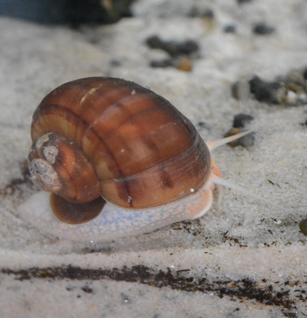 Brown Mystery Snail XL - Nano Tanks Australia Aquarium Shop