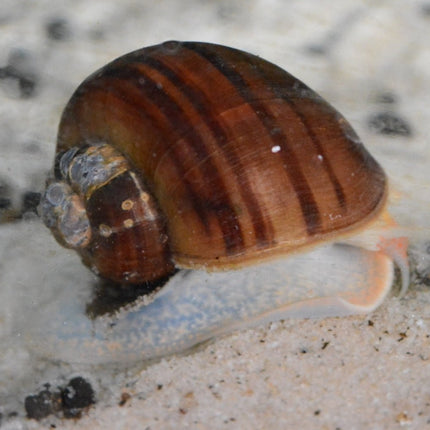 Brown Mystery Snail XL - Nano Tanks Australia Aquarium Shop