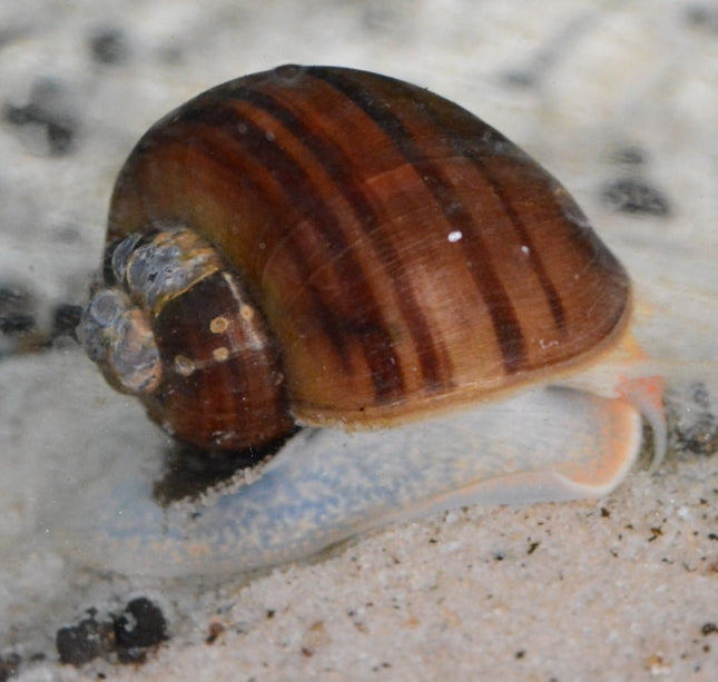 Brown Mystery Snail XL - Nano Tanks Australia Aquarium Shop