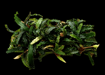 Bucephalandra Catherine on Napad - Nano Tanks Australia