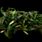 Bucephalandra Catherine on Napad - Nano Tanks Australia