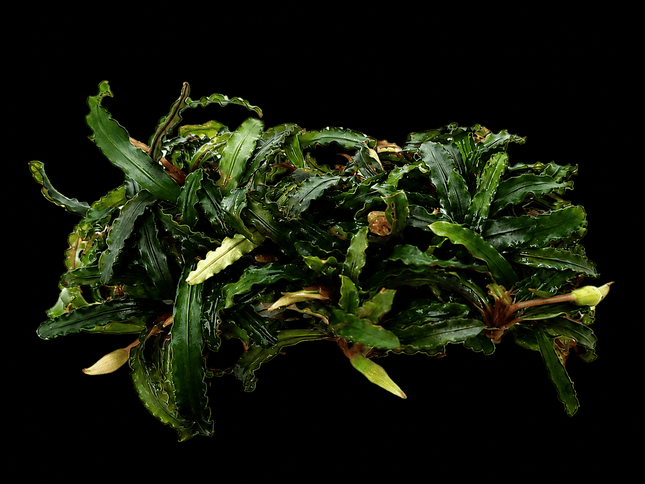 Bucephalandra Catherine on Napad - Nano Tanks Australia