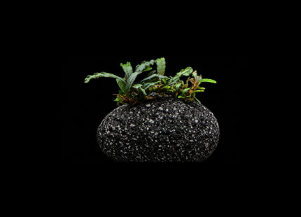 Bucephalandra on Lava Rock - Nano Tanks Australia