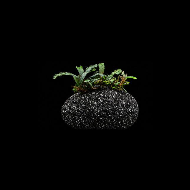 Bucephalandra on Lava Rock - Nano Tanks Australia