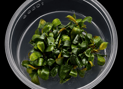 Bucephalandra sp. 'Batang Kawa' Tissue Culture - Nano Tanks Australia