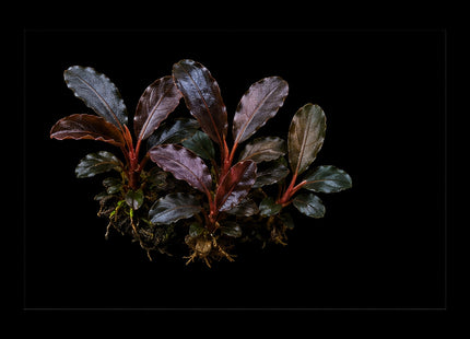 Bucephalandra sp. 'Brownie Purple' - Nano Tanks Australia