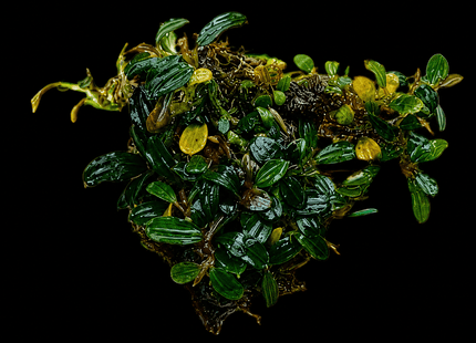 Bucephalandra Super Mini Clump - Nano Tanks Australia