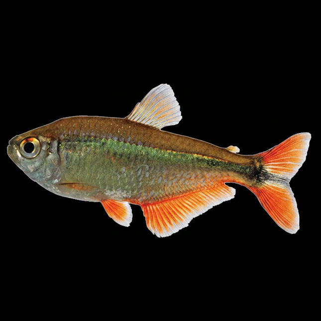 Buenos Aires Tetra 2-4cm - Nano Tanks Australia