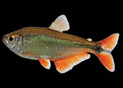 Buenos Aires Tetra (Hyphessobrycon anisitsi) 3cm