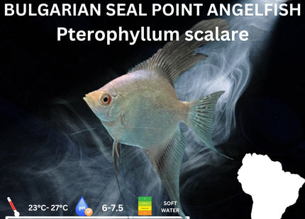 Bulgarian Seal Point Angelfish 3cm - Nano Tanks Australia Aquarium Shop