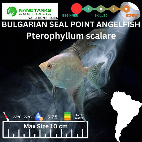 Bulgarian Seal Point Angelfish 3cm - Nano Tanks Australia Aquarium Shop