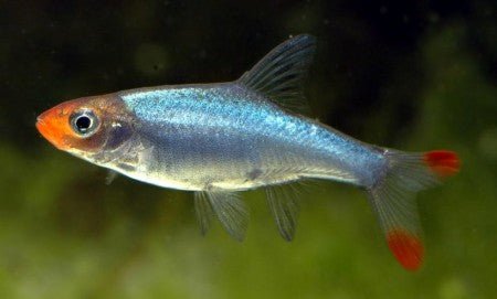 Burmese Rummy Nose Rasbora (Sawbwa resplendens) 3 - 4cm - Nano Tanks Australia Aquarium Shop