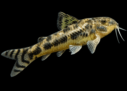 C125 Ceará Bulldog Cory (Aspidoras raimundi) 3-5cm - Nano Tanks Australia