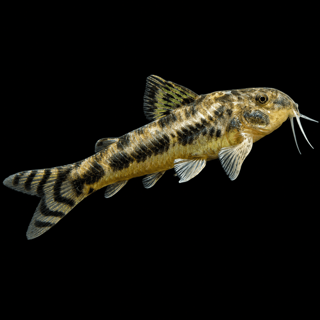 C125 Ceará Bulldog Cory (Aspidoras raimundi) 3-5cm - Nano Tanks Australia