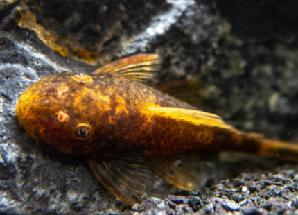 Calico Bristlenose 3 - 4cm - Nano Tanks Australia Aquarium Shop