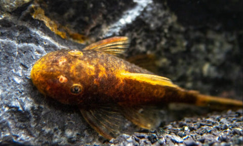 Calico Bristlenose 3 - 4cm - Nano Tanks Australia Aquarium Shop