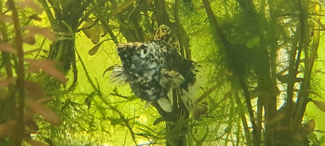 Calico Pigeon Balloon Molly 3 - 5cm - Nano Tanks Australia