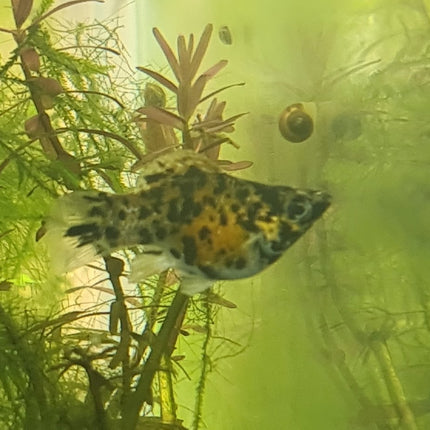 Calico Pigeon Balloon Molly 3 - 5cm - Nano Tanks Australia