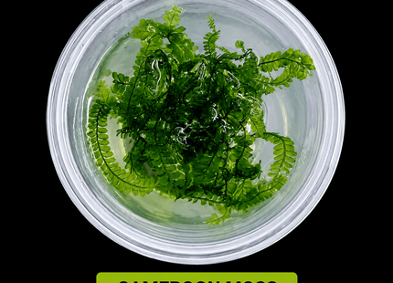 Cameroon Moss 5×5cm Portion - Nano Tanks Australia