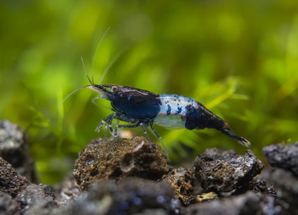 Carbon Cherry - Nano Tanks Australia