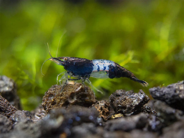 Carbon Cherry - Nano Tanks Australia